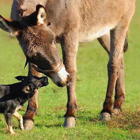 Father Ted Retro Caravan! Campingplatz *