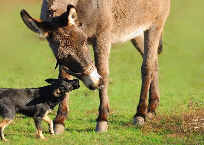 Father Ted Retro Caravan! Parque de Campismo *